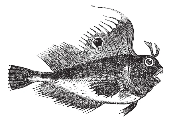 Blennius ocellaris ou papillon blenny, poisson, gravure vintage . — Image vectorielle