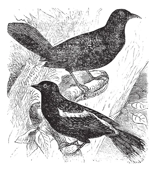 Bobolink o Dolichonyx oryzivorus, due, uccelli, incisione vintage — Vettoriale Stock