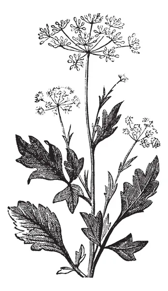 Grabado vintage de anís o Pimpinella anisum — Vector de stock