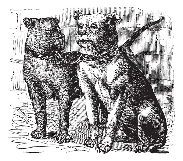 Bulldogge Oldtimer-Gravur — Stockvektor