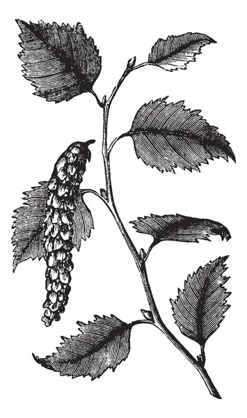 Betula papyrifera of paper birch, bladeren, vintage gravure. — Stockvector