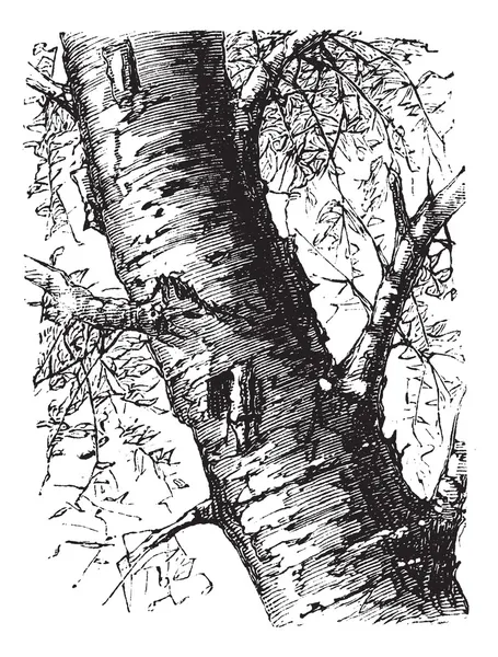 White Birch or Betula papyrifera, tree, trunk, vintage engraving — Stock Vector