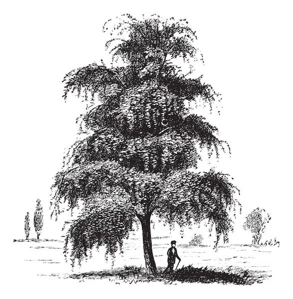 Σημύδα ή betula, δέντρο, vintage Χαρακτική. — Διανυσματικό Αρχείο