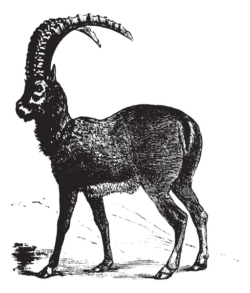 Alpine Ibex or Capra ibex, goat, vintage engraving. — Stock Vector