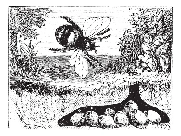 熊蜂蒺藜或浅黄色双尾大黄蜂，大黄蜂，巢，vin — 图库矢量图片