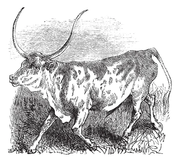 巴西、 牛，复古雕刻. — 图库矢量图片