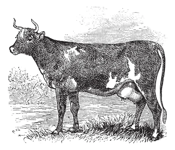 Эршир или Каннингем, крупный рогатый скот, винтажная гравировка . — стоковый вектор