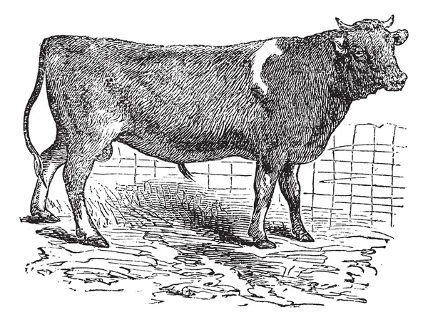 Alderney, βοοειδή, vintage Χαρακτική. — Διανυσματικό Αρχείο