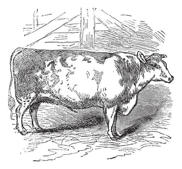 Carne de vacuno Shorthorn, ganado, Durham, Inglaterra, grabado vintage . — Vector de stock