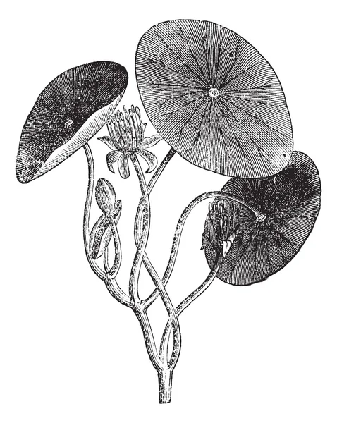 Brasenia, aquatic, plant, leaves, vintage engraving. — Stock Vector