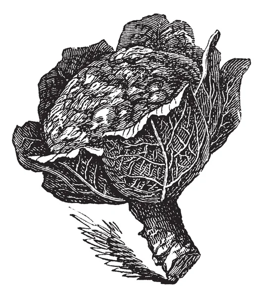 Ізольовані сирі брокколі на білому ( Brassica oleracea ) — стоковий вектор