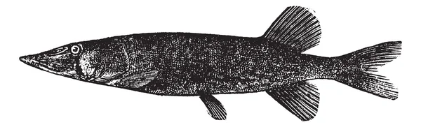 Kettenpickerel (Esox reticulatus), isoliert auf weiß — Stockvektor