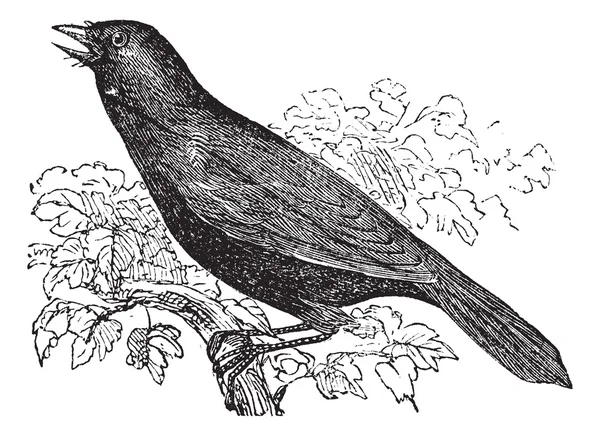Гігантський cowbird або molothrus oryzivorus, з птахами, vintage гравіювання. — стоковий вектор