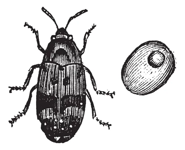 Bruchus pisorum, Erbsenrüssler oder Käfer. — Stockvektor