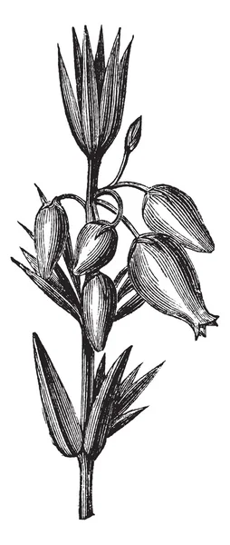 Белл-Хізер або Еріка кінореєра, листя, квіти, вінтажний гравюр — стоковий вектор