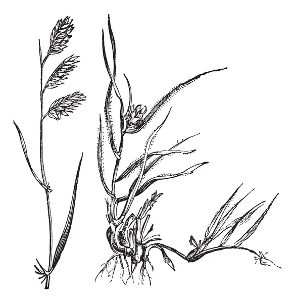 Bouteloua dactyloides eller buffalograss, gräs, (vänster) hane, (righ — Stock vektor