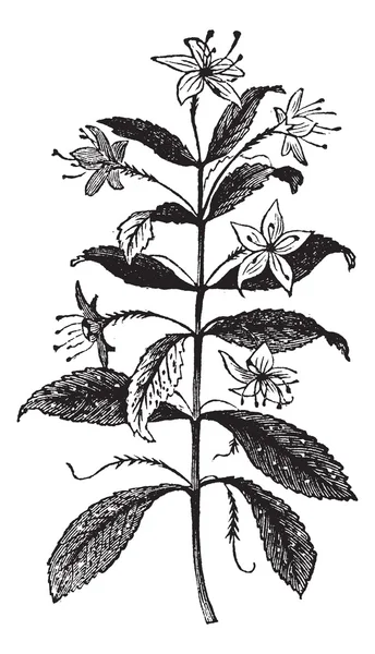 Barosma 大花红，复古，agathosma 大花红或植物叶子 — 图库矢量图片