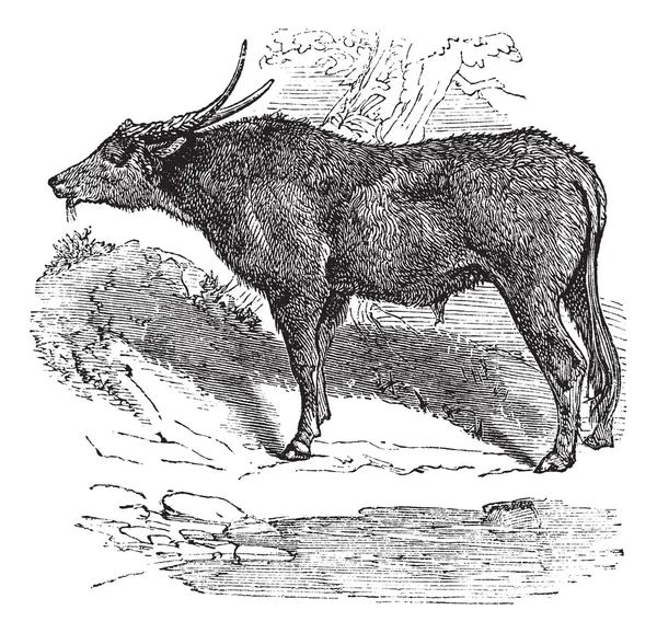 Bufalo acquatico o Bubalus bubalis, bufalo, indiano, engra vintage — Vettoriale Stock