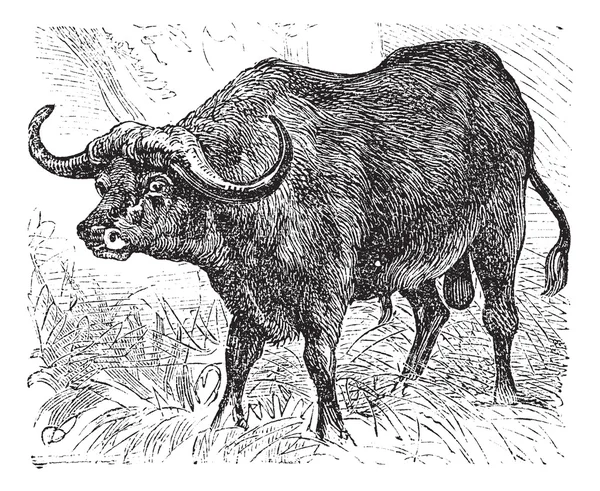 Afrika manda veya syncerus caffer, buffalo, antika gravür. — Stok Vektör