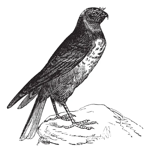 Hen Harrier or Circus cyaneus, bird, vintage engraving. — Stock Vector