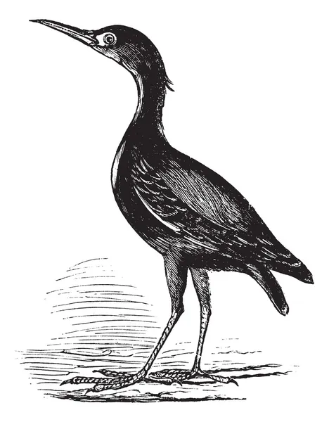 유라시아 새 또는 botaurus stellaris 조류, 빈티지 조각. — 스톡 벡터