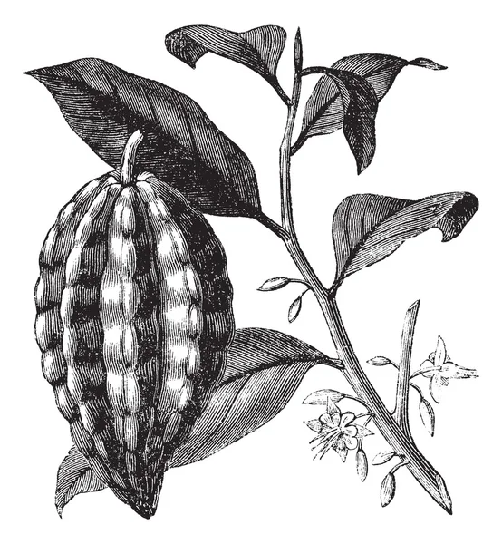 Kakaobaum oder Theobroma Kakao, Blätter, Früchte, Vintage-Gravur. — Stockvektor