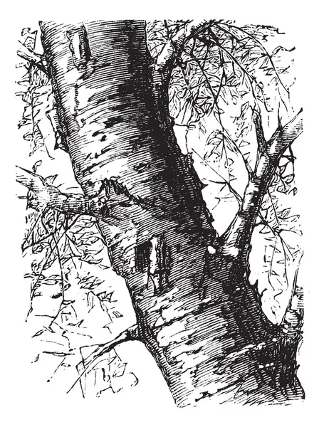 White Birch or Betula papyrifera, tree, trunk, vintage engraving — Stock Illustration White Birch or Betula papyrifera, tree, trunk, vintage engraving Stock Vector