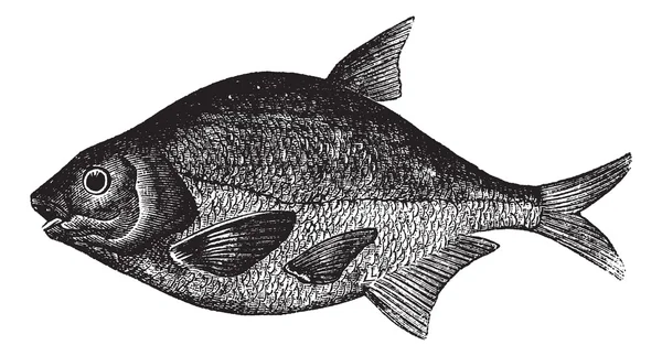 Common bream or Abramis brama, freshwater, fish , vintage engrav — Stock Vector