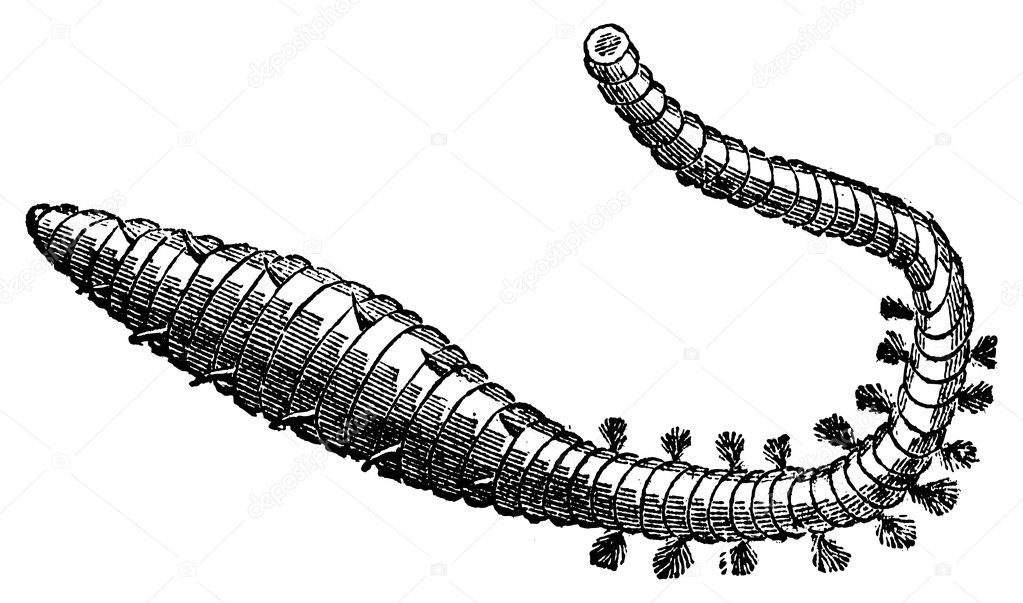 Lugworm, sandworm or arenicola marina old engraving
