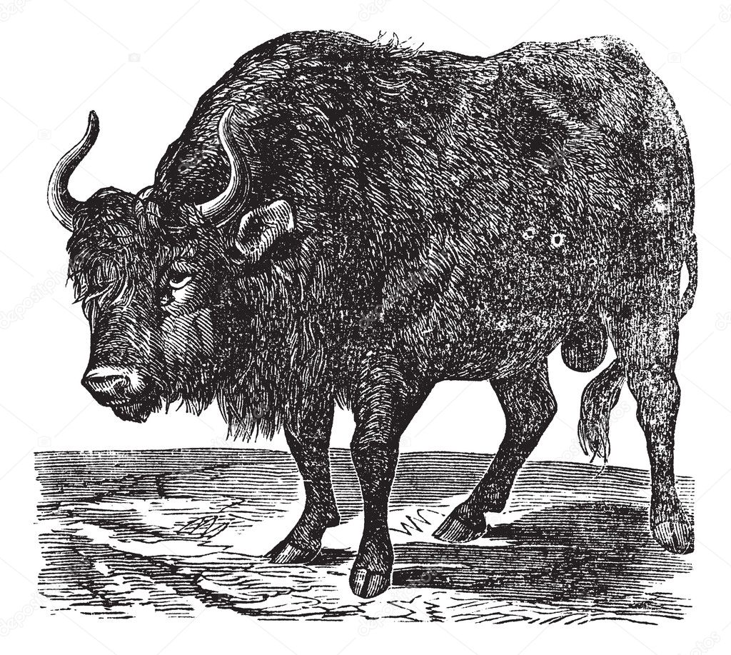 The American bison or American buffalo. Vintage engraving.