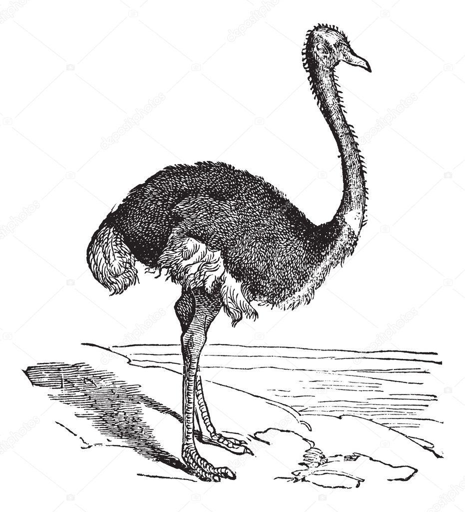 The Ostrich or Struthio camelus. Vintage engraving.