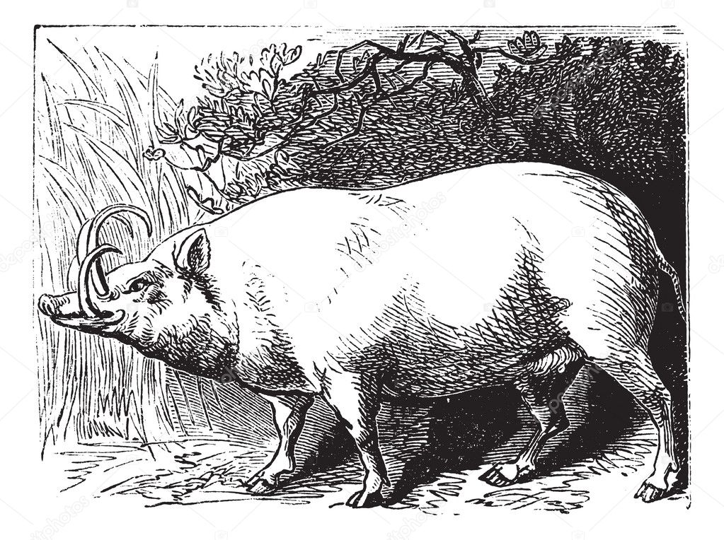 The Babirusa or Pig-deer. Vintage engraving.