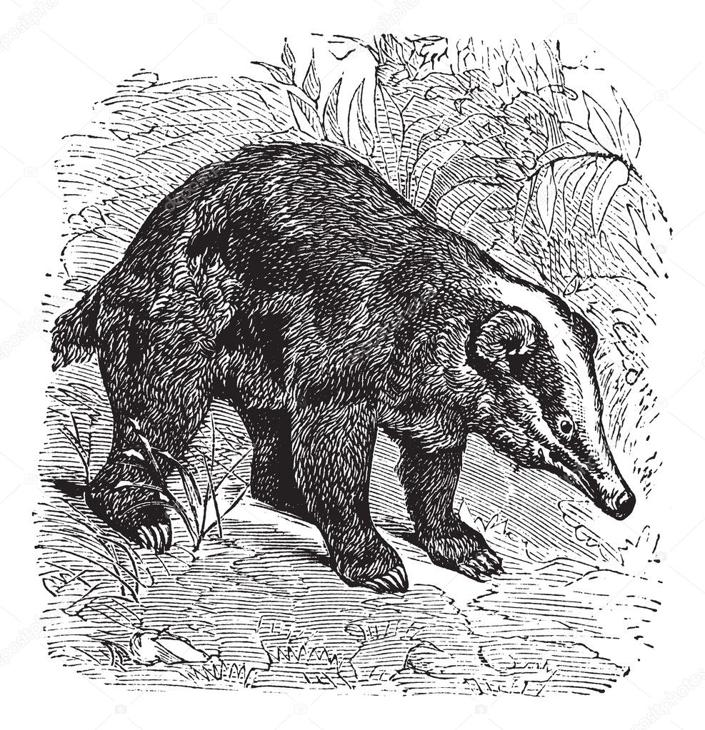 The Hog Badger or Arctonyx collaris. Vintage engraving.