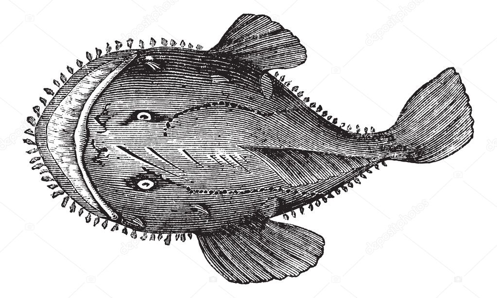 The American anglerfish or Lophius americanus. Vintage engraving
