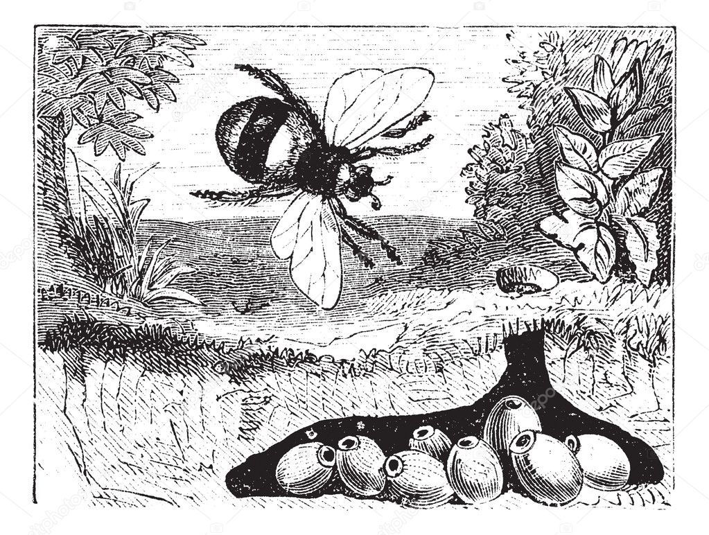 Bombus terrestris or buff-tailed bumblebee, bumblebee, nest, vin