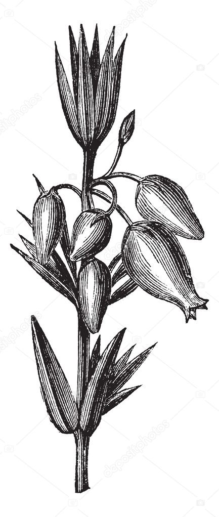 Featured image of post Heather Flower Drawing
