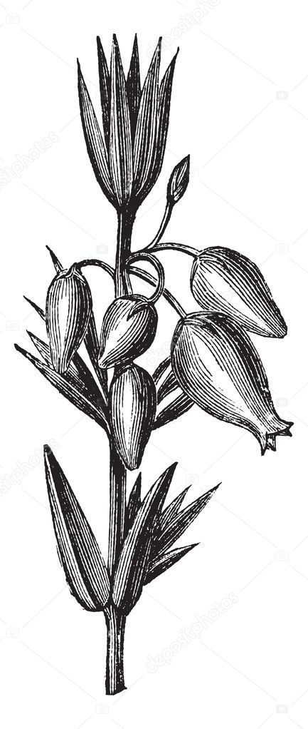 Bell heather or Erica cinerea, leaves, flowers, vintage engravin