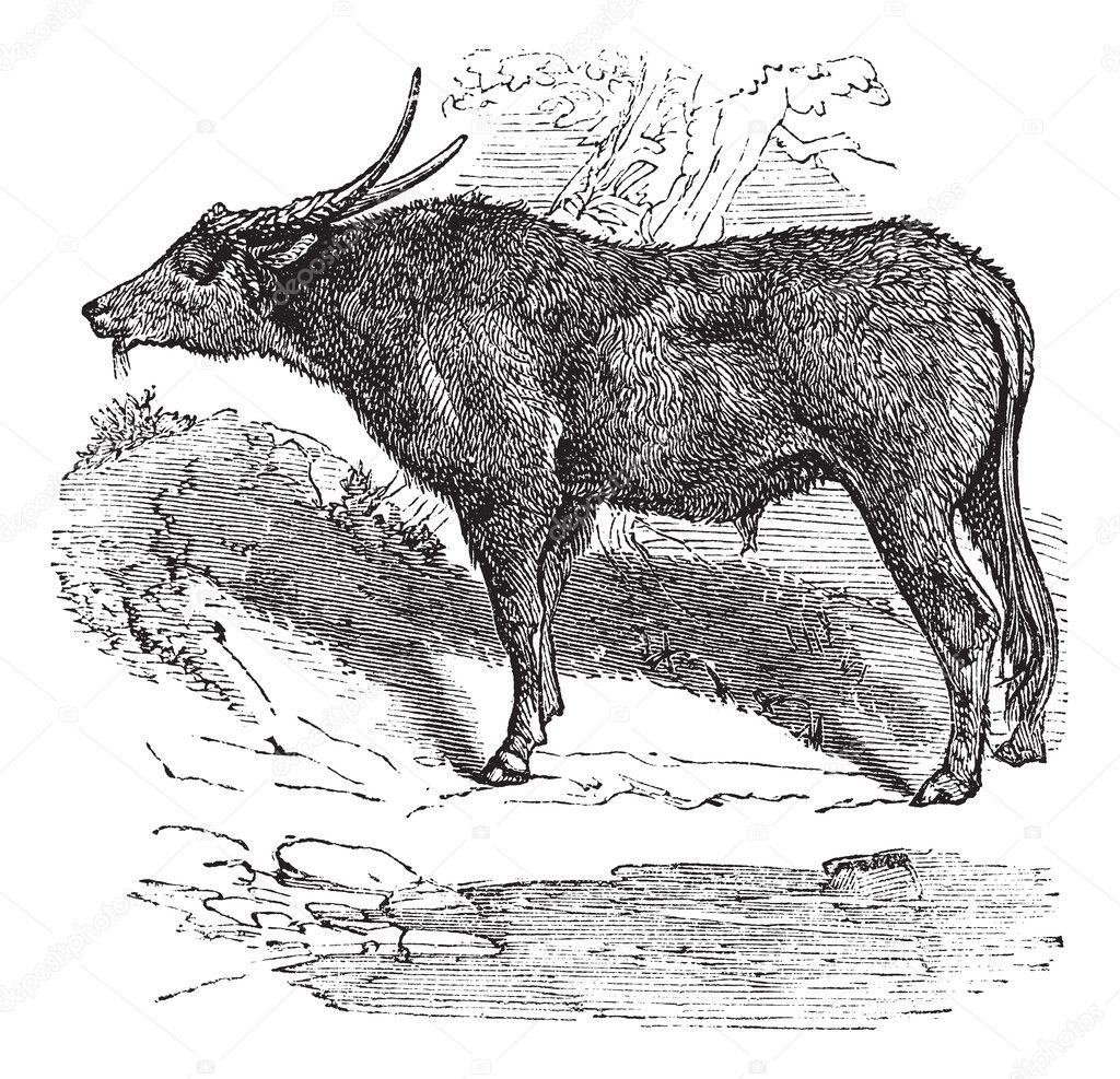 Water buffalo or Bubalus bubalis, buffalo, Indian, vintage engra