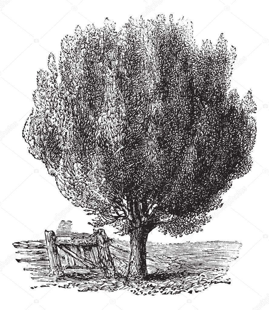 Boxwood or Buxus, tree, vintage engraving.