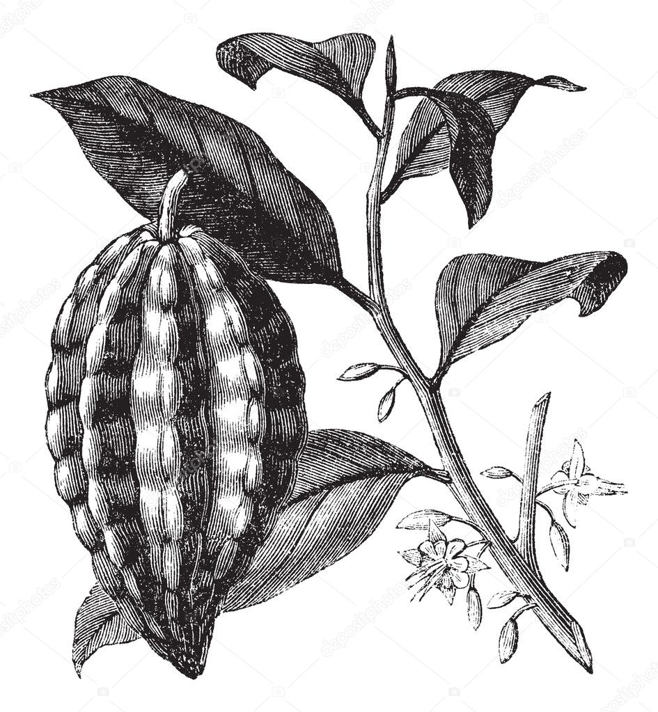 Cacao tree or Theobroma cacao, leaves, fruit, vintage engraving.