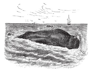 Sperm whale or Physeter macrocephalus, marine, mammal, vintage e clipart