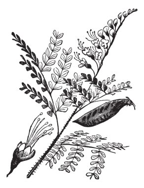 Caesalpinia echinata or brazilwood vintage engraving. clipart