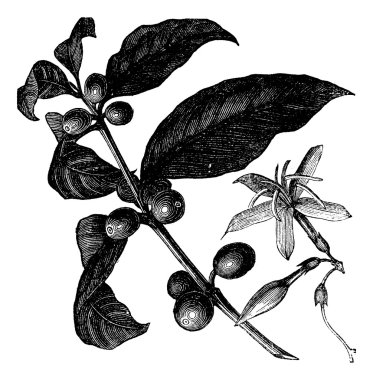 Coffea, or Coffee shrub and fruits, vintage engraving. clipart