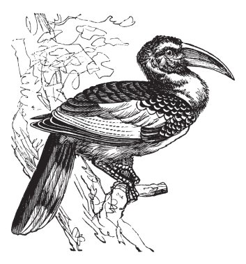 Red-billed Hornbill or Tockus erythrorhynchus, bird, vintage eng clipart