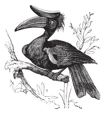 Rhinoceros Hornbill or Buceros rhinoceros vintage engraving. clipart