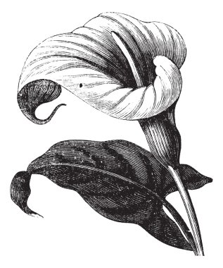 Zantedeschia aethiopica or Richardia Africana, flower, vintage e clipart