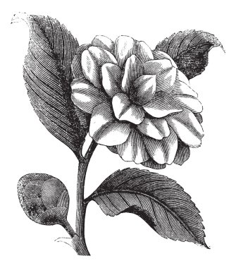 Camellia Japonica or Rose of winter vintage engraving clipart