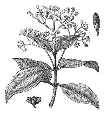 Cinnamomum verum or True cinnamon vintage engraving clipart