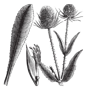 Dipsacus sylvestris or Teasel vintage engraving clipart