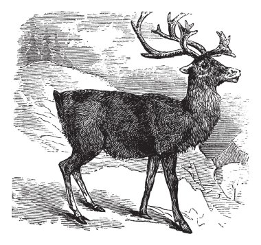 Caribou or Reindeer vintage engraving clipart